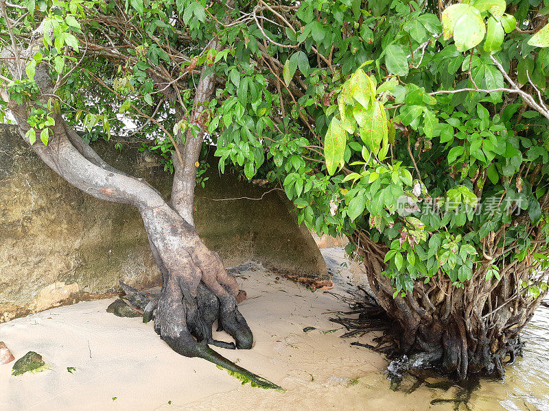 亚马逊地区- TAPAJOS - PARA